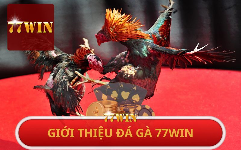 GIỚI THIỆU ĐÁ GÀ 77WIN