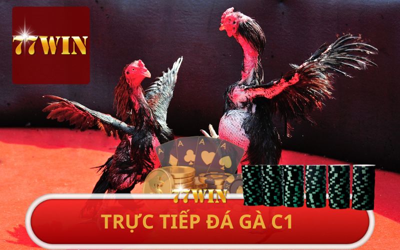 XEM TRỰC TIẾP ĐÁ GÀ C1 TẠI 77WIN